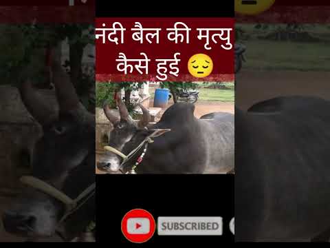 नंदी बैल की मृत्यु कैसे हुई 😔