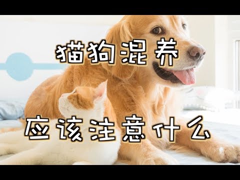 養貓又養狗