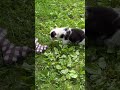 Mixed Breed dogs for sale: Gigi - Video 1