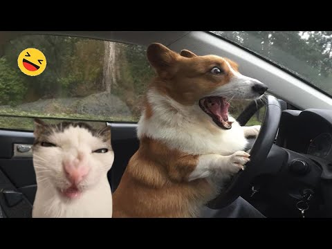 Funny Dogs And Cats Videos 2024 😅 - Best Funniest Animal Videos Of The week #11