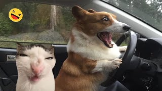 Funny Dogs And Cats Videos 2024 😅 - Best Funniest Animal Videos Of The week #11