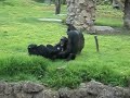 Tremenda pelea de Chimpancés