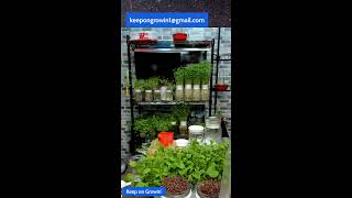 You Can Grow Your Own Food Easily