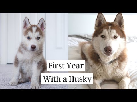 First Year with a Husky (8 weeks to 1 year)