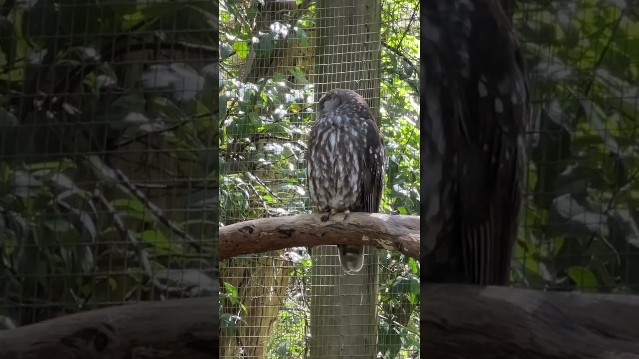 YouTube Short thumbnail