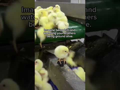 The reality of egg production - What happens with male chicks?