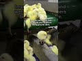 The reality of egg production - What happens with male chicks?