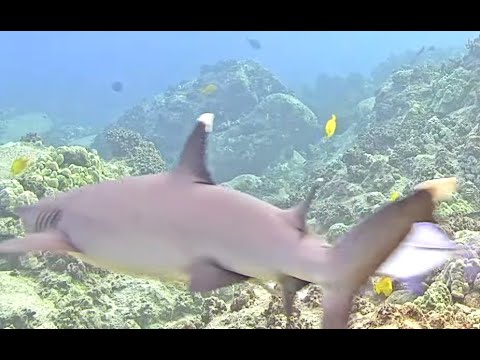 Whitetip Reef Shark on Aqualink/MEGA Lab Hawaii live stream on 2021 06 12 0741