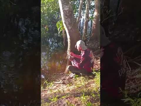 Aventura na beira do Rio Guaporé em Pimenteiras do Oeste RO #gratidao