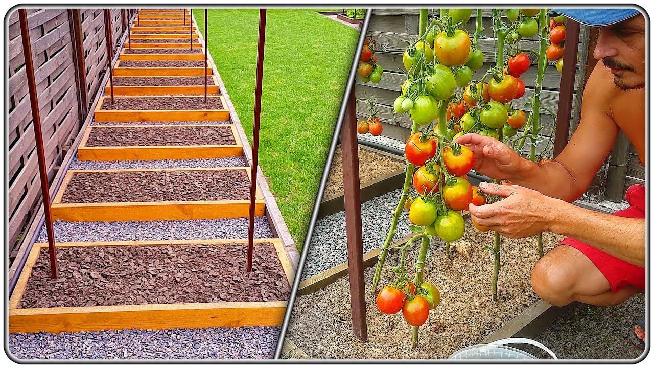 200. Tomato Beds, Convenient and Very Productive (410 kg per 18 m²)