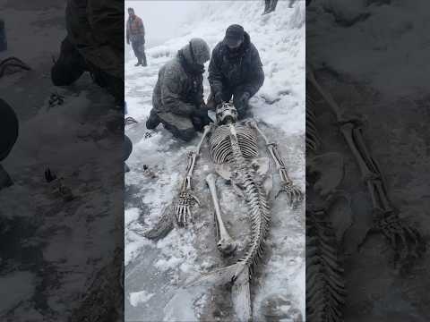 Ancient Mermaid Skeleton Unearthed in Arctic Ice