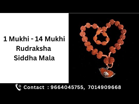 Natural rudraksha mala, 1 mukhi-14 mukhi rudraksha siddha ma...