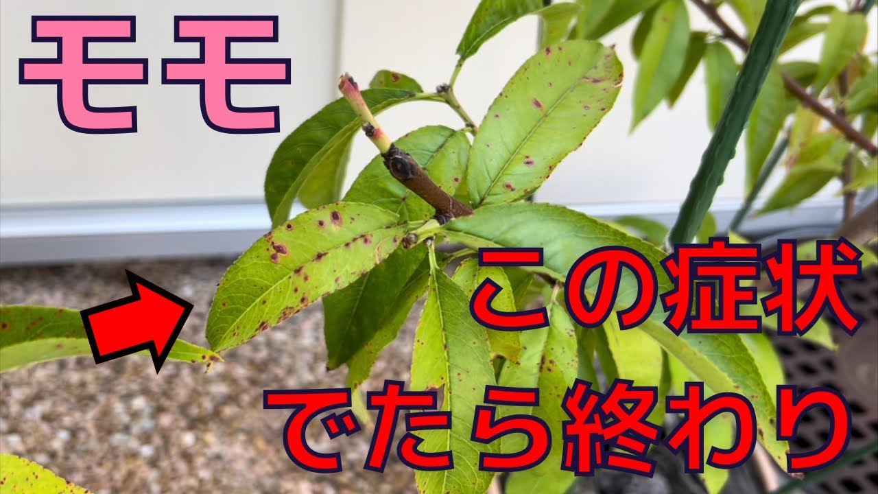 【桃の病害虫】感染したら終わり2024.7