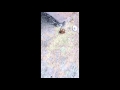 Those Ants Have High Hopes