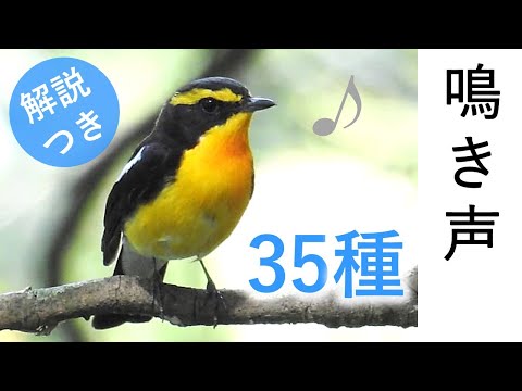 コガネムシ: 賑やかな春の到来を告げる鳥 自然と動物