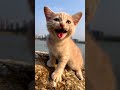 Meon Catvideos4865 AllBulls EzzEldinZidan CatVidRepository Kittylover Catfood Catoftheday Foody