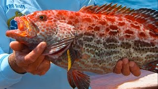 Craziest Fish We've Ever Caught on TV - Yellowfin Grouper Fishing