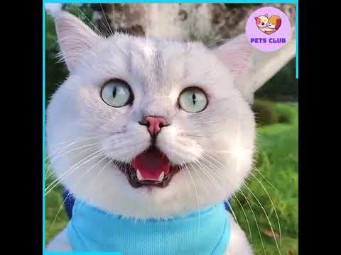 cats 💕😘😻🌹