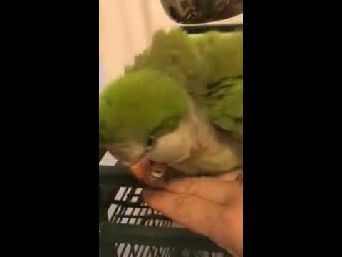 download lagu mp3 mp4 Quaker Parrot Mating Behavior, download lagu Quaker Parrot Mating Behavior gratis, unduh video klip Quaker Parrot Mating Behavior
