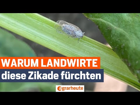 Ernte in Gefahr: Diese Zikade bringt Bauern an den Rand der Verzweiflung