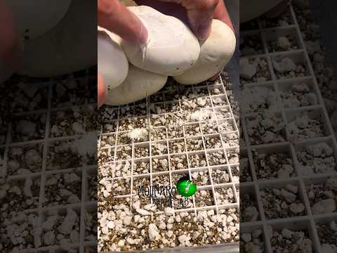 🐍Do you have a better solution to fix leaky eggs?🧪 #shorts #diy #molinarosnakelab #snakeegg #snake
