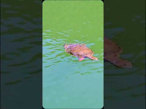 OTOÑO 2026 EN EL DIQUE CABRA CORRAL #dique #coronelmoldes #salta #turismo #otoño