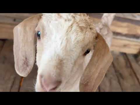 Cuteness overload from the farm.