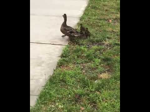 Firefighters rescue adorable duckling from storm drain in Asbury Park