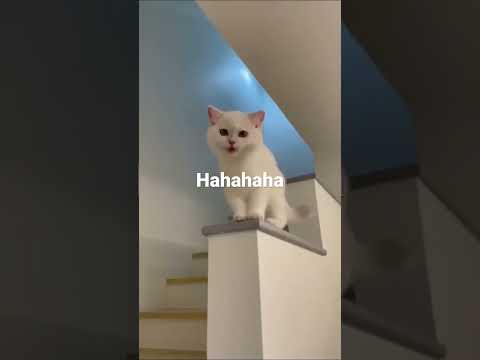 Cat cute lough in house #cat #cute #babyshorts