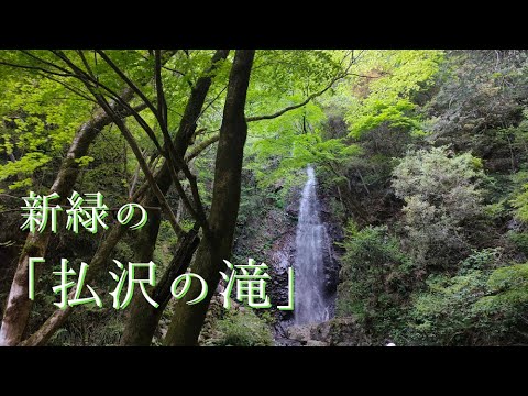 檜原村の見どころ「新緑の払沢の滝」【滝】【日本の滝百選】