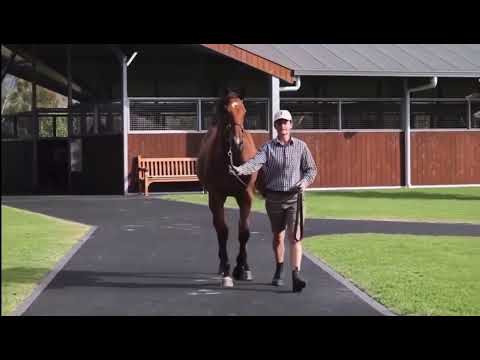 Pariah x Forward Thinking Filly