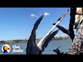 Heron Stuck On To A Tree In The Middle Of Nowhere Gets Rescued By Boaters | The Dodo