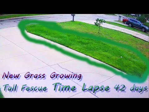 New Lawn Grass Growing from Seed Tall Fescue Time Lapse 42 days