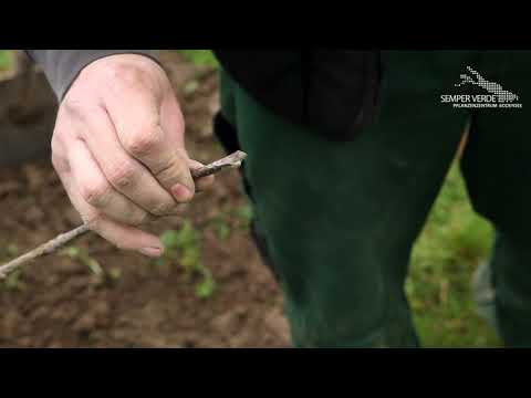Apfelbaum Baumschnitt: Wie schneidet man einen Apfelbaum?