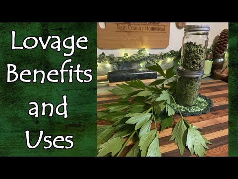 The Benefits and Uses of Lovage