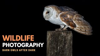 OWL PHOTOGRAPHY | Barn Owls After Dark - Part 2