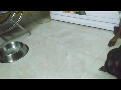 2to doler jordar lorai chol6e... 😅😅