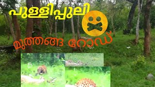 preview picture of video 'LEOPARD SPOTED | MUTHANGA FOREST | FOREST ROAD'