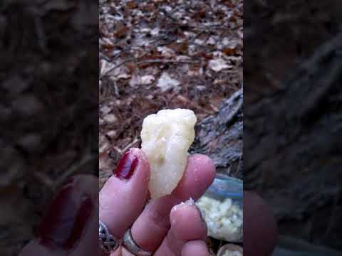 Reines Baumharz: Sammeln und Verwendung im Ritual