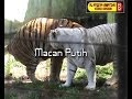 Inilah Tingkah Lucu Macan Yang Sedang Bab
