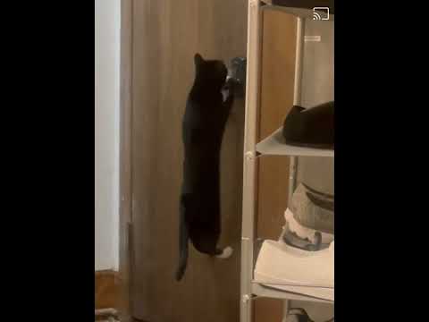 All About cats #short #cats #funny