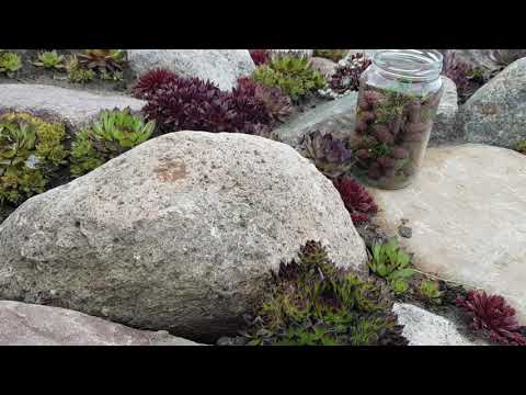 Szyszki modrzewia. Przepisy. Syrop, nalewka.