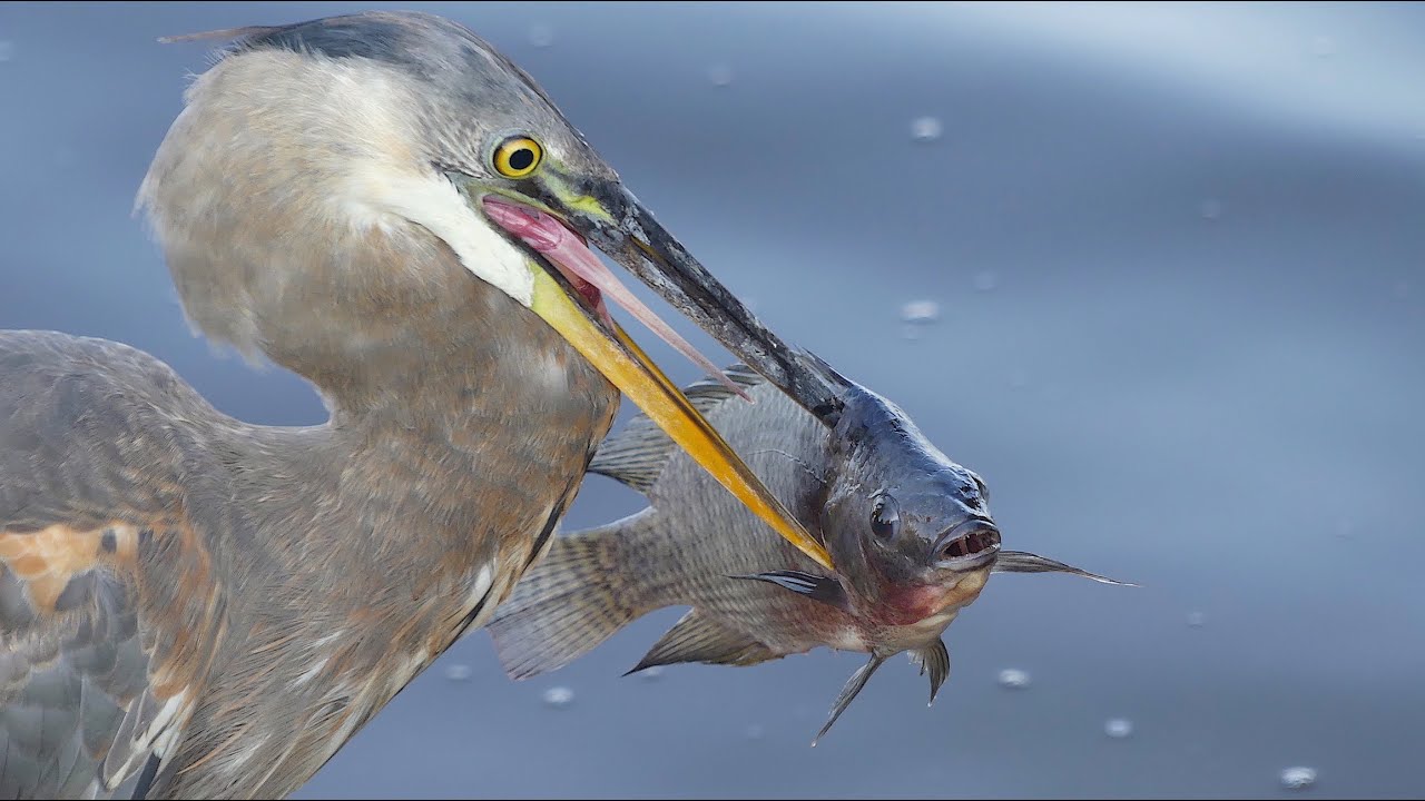 A great blue heron captures a fish, illustrating bird predation on aquatic life