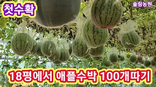 18평에서 애플수박  1000개 따기 첫수확~전원일기,텃밭,농부,주말농장,농사