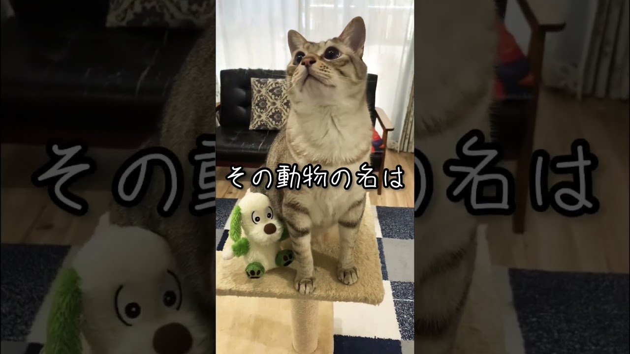 猫と犬の祖先って一緒だって知ってましたか？
