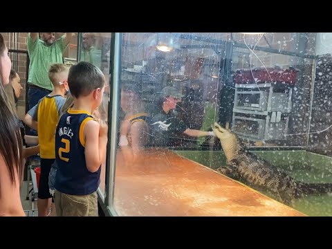 Guests jump in to rescue handler bitten by alligator