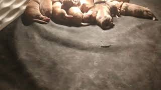 Dogue De Bordeaux Puppies Videos