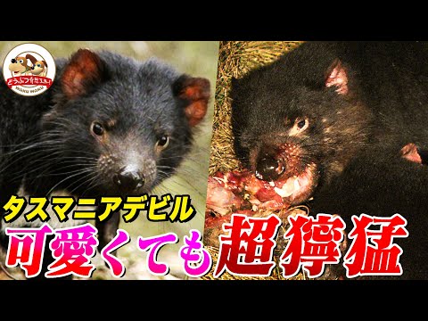 IUCN分類における絶滅の危険性を示す図。