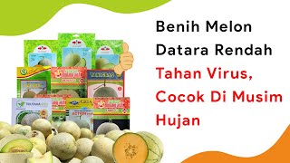 Download lagu Unggul di Dataran Menengah! 10 Benih Melon Musim Hujan mp3
