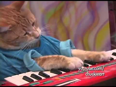 The Keyboard Cat - A Ok